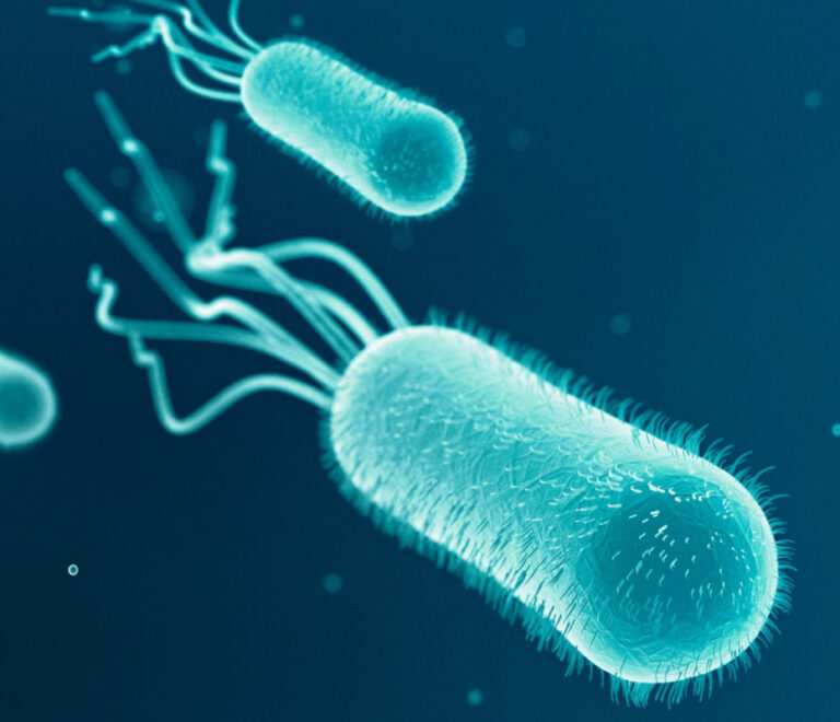 Escherichia coli: approfondimento